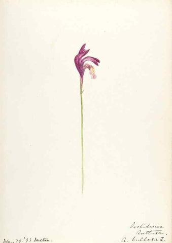 Reproducción/Reproduction 48787819121: [Water-color sketches of plants of North America and Europe]. . 