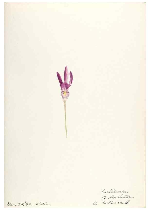 Reproducción/Reproduction 48787819541: [Water-color sketches of plants of North America and Europe]. . 