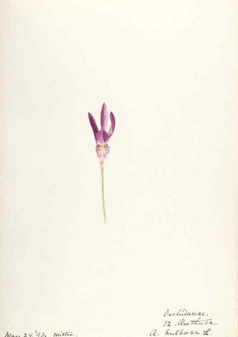 Reproducción/Reproduction 48787819541: [Water-color sketches of plants of North America and Europe]. . 