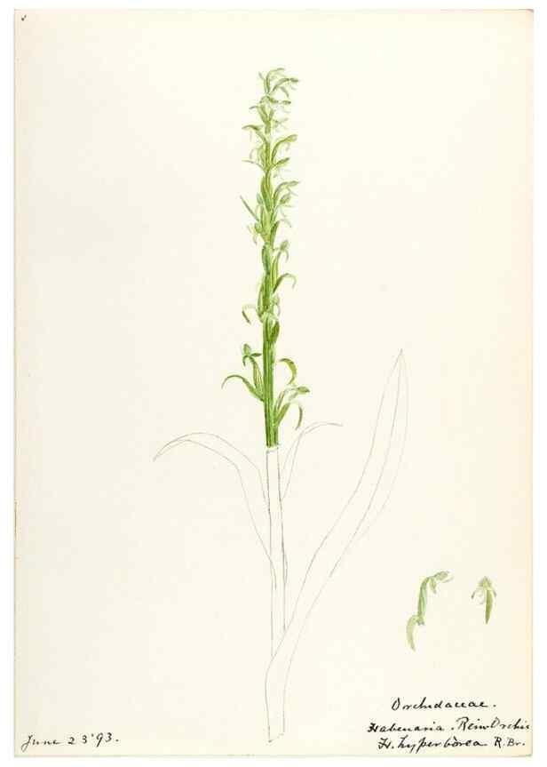 Reproducción/Reproduction 48787963587: [Water-color sketches of plants of North America and Europe]. . 