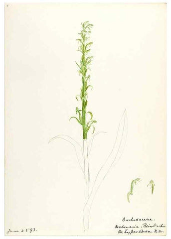 Reproducción/Reproduction 48787963587: [Water-color sketches of plants of North America and Europe]. . 