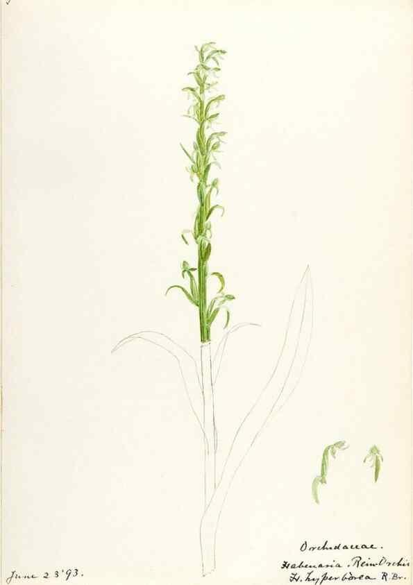 Reproducción/Reproduction 48787963587: [Water-color sketches of plants of North America and Europe]. . 
