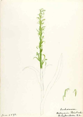Reproducción/Reproduction 48787963587: [Water-color sketches of plants of North America and Europe]. . 