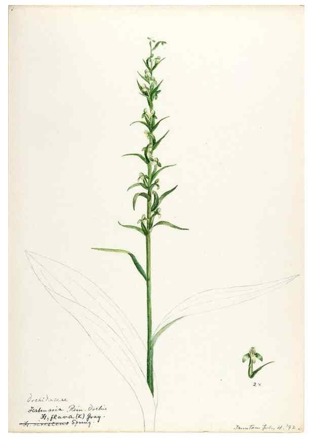 Reproducción/Reproduction 48787963247: [Water-color sketches of plants of North America and Europe]. . 