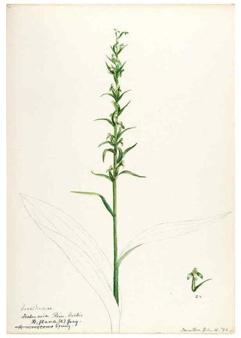 Reproducción/Reproduction 48787963247: [Water-color sketches of plants of North America and Europe]. . 