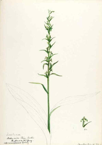 Reproducción/Reproduction 48787963247: [Water-color sketches of plants of North America and Europe]. . 