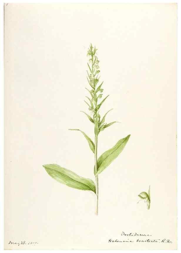 Reproducción/Reproduction 48787453403: [Water-color sketches of plants of North America and Europe]. . 
