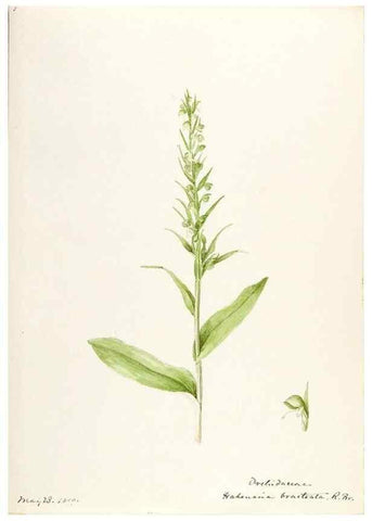 Reproducción/Reproduction 48787453403: [Water-color sketches of plants of North America and Europe]. . 
