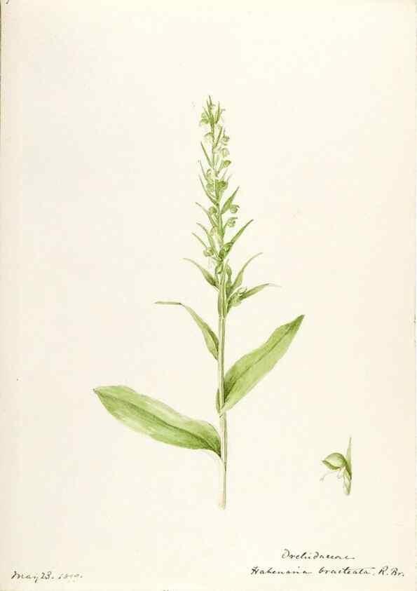 Reproducción/Reproduction 48787453403: [Water-color sketches of plants of North America and Europe]. . 