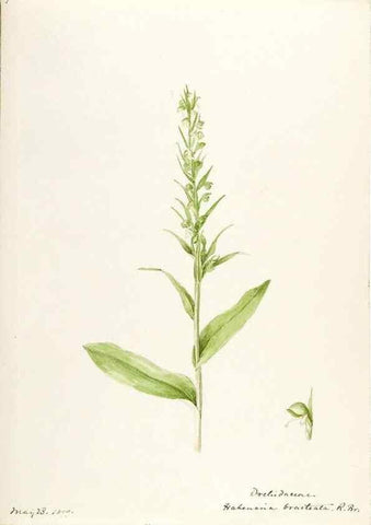 Reproducción/Reproduction 48787453403: [Water-color sketches of plants of North America and Europe]. . 