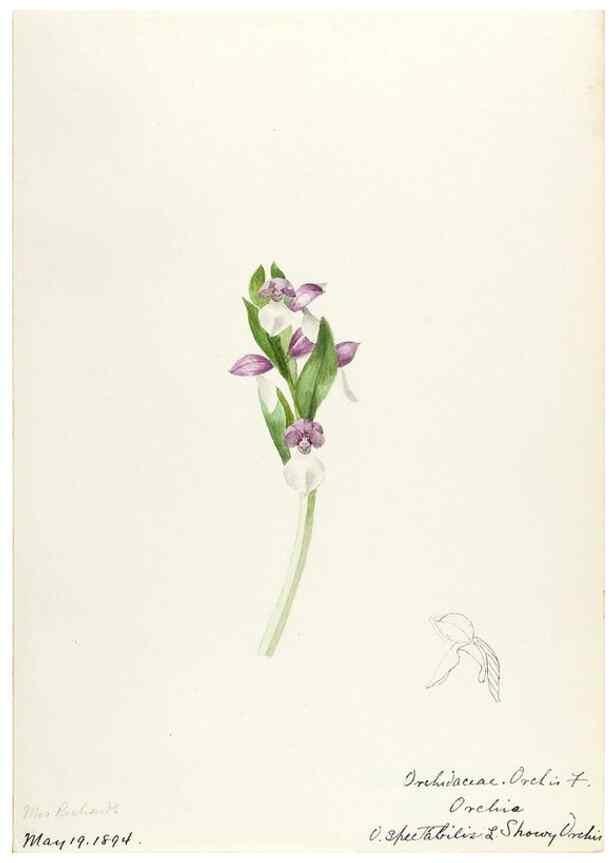 Reproducción/Reproduction 48787813121: [Water-color sketches of plants of North America and Europe]. . 