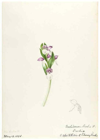 Reproducción/Reproduction 48787813121: [Water-color sketches of plants of North America and Europe]. . 