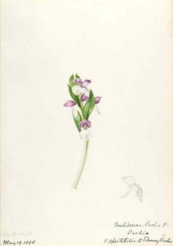 Reproducción/Reproduction 48787813121: [Water-color sketches of plants of North America and Europe]. . 
