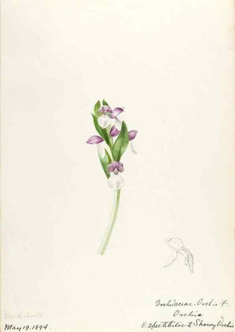 Reproducción/Reproduction 48787813121: [Water-color sketches of plants of North America and Europe]. . 