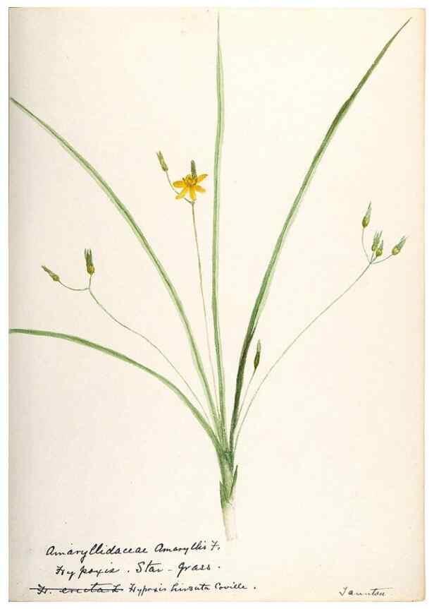 Reproducción/Reproduction 48787788036: [Water-color sketches of plants of North America and Europe]. . 