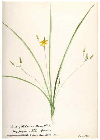 Reproducción/Reproduction 48787788036: [Water-color sketches of plants of North America and Europe]. . 