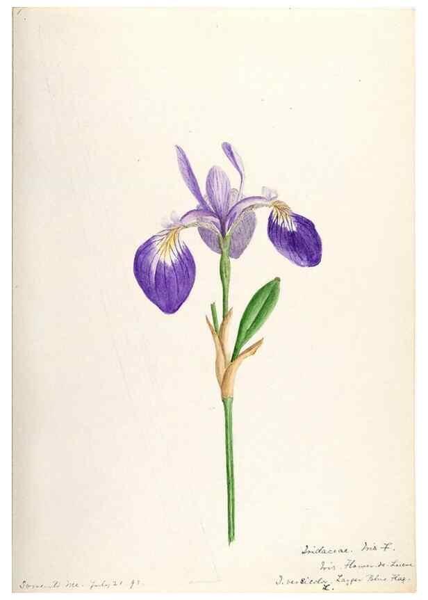 Reproducción/Reproduction 48787428033: [Water-color sketches of plants of North America and Europe]. . 