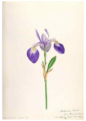 Reproducción/Reproduction 48787428033: [Water-color sketches of plants of North America and Europe]. . 