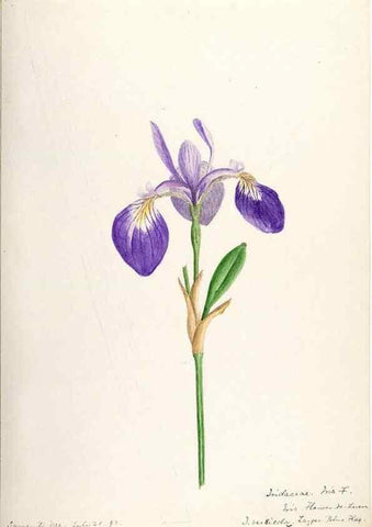 Reproducción/Reproduction 48787428033: [Water-color sketches of plants of North America and Europe]. . 