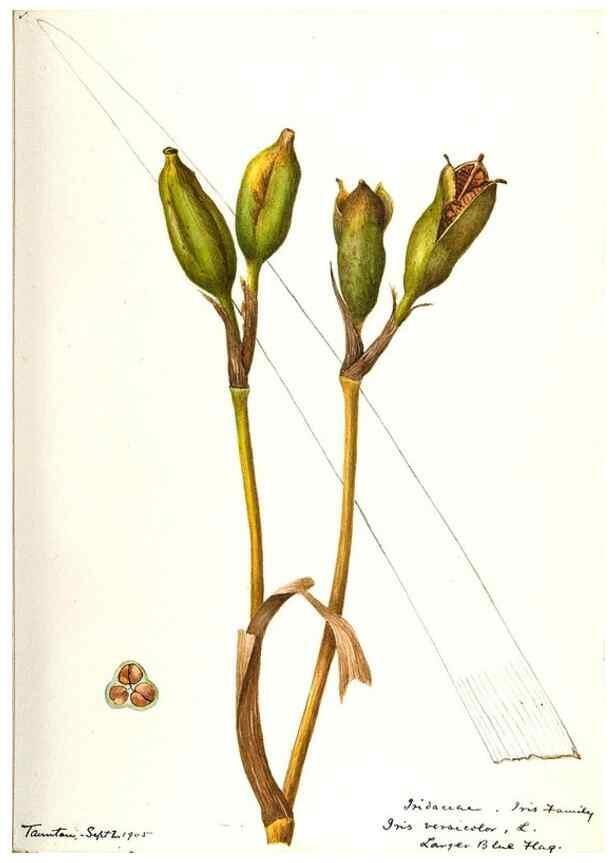 Reproducción/Reproduction 48787428263: [Water-color sketches of plants of North America and Europe]. . 