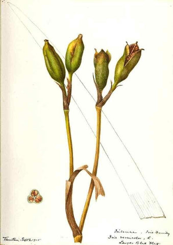 Reproducción/Reproduction 48787428263: [Water-color sketches of plants of North America and Europe]. . 