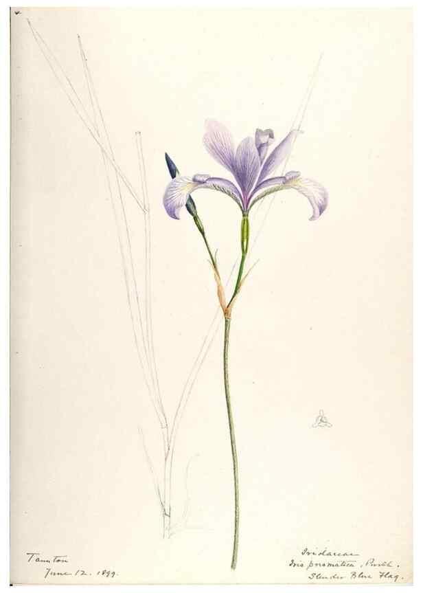 Reproducción/Reproduction 48787428588: [Water-color sketches of plants of North America and Europe]. . 