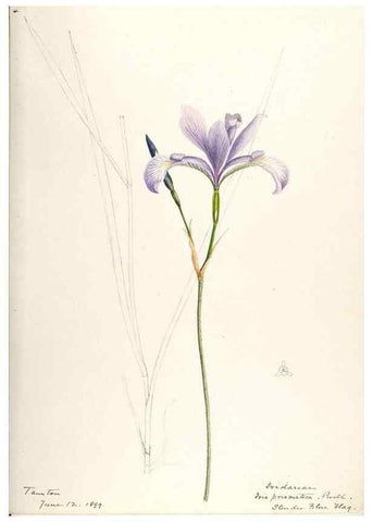 Reproducción/Reproduction 48787428588: [Water-color sketches of plants of North America and Europe]. . 