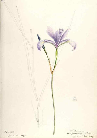 Reproducción/Reproduction 48787428588: [Water-color sketches of plants of North America and Europe]. . 