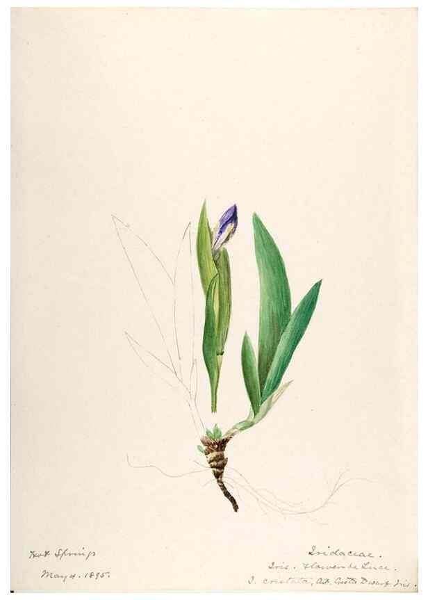 Reproducción/Reproduction 48787789391: [Water-color sketches of plants of North America and Europe]. . 