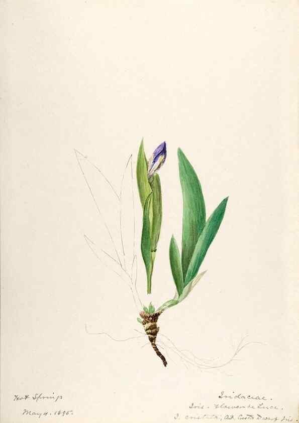 Reproducción/Reproduction 48787789391: [Water-color sketches of plants of North America and Europe]. . 