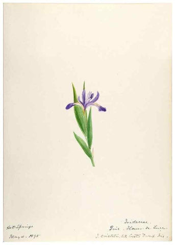 Reproducción/Reproduction 48787429338: [Water-color sketches of plants of North America and Europe]. . 