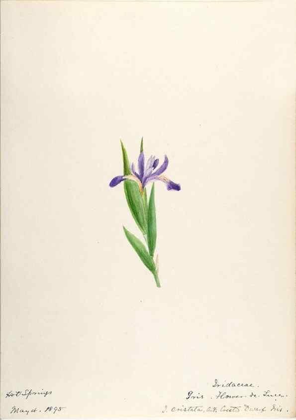 Reproducción/Reproduction 48787429338: [Water-color sketches of plants of North America and Europe]. . 