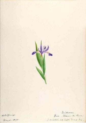 Reproducción/Reproduction 48787429338: [Water-color sketches of plants of North America and Europe]. . 