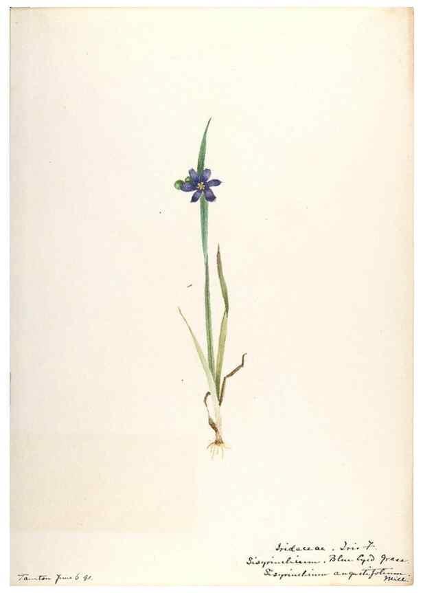 Reproducción/Reproduction 48787429673: [Water-color sketches of plants of North America and Europe]. . 