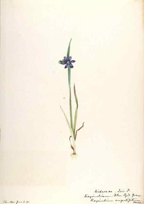 Reproducción/Reproduction 48787429673: [Water-color sketches of plants of North America and Europe]. . 
