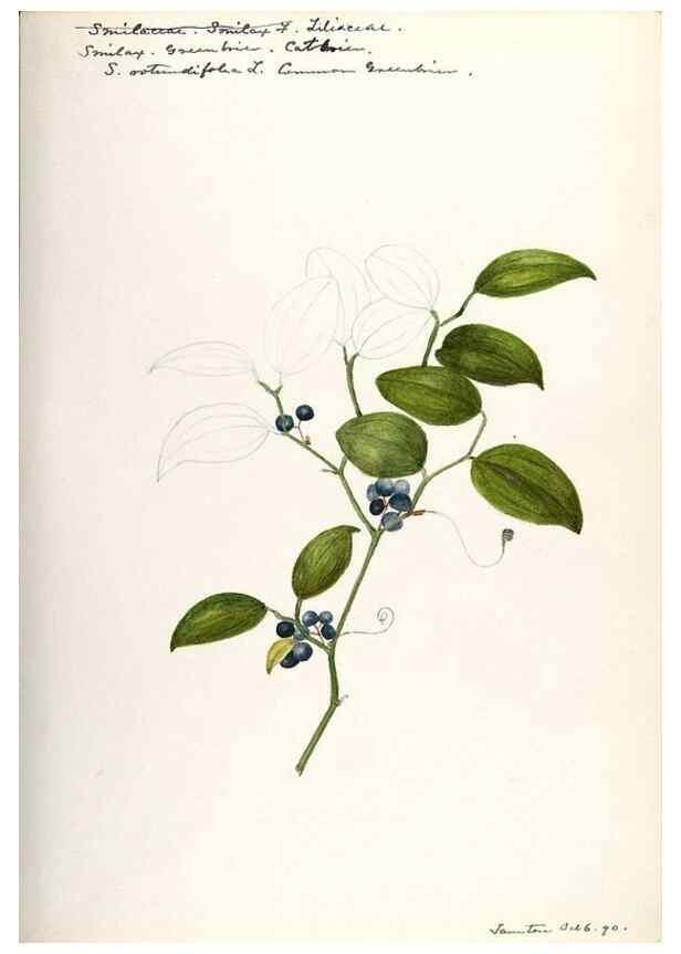 Reproducción/Reproduction 48787787521: [Water-color sketches of plants of North America and Europe]. . 