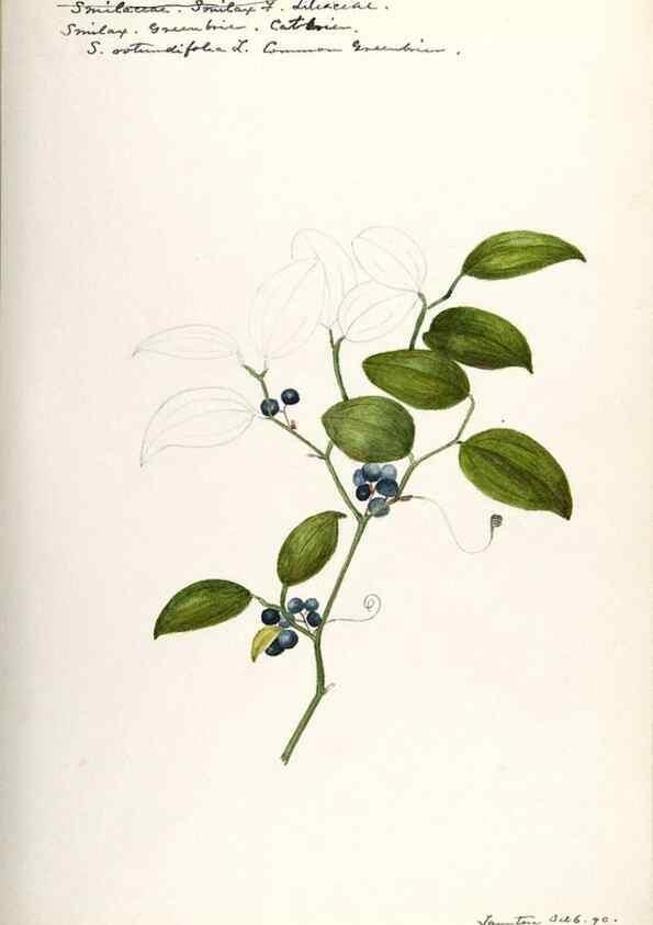 Reproducción/Reproduction 48787787521: [Water-color sketches of plants of North America and Europe]. . 