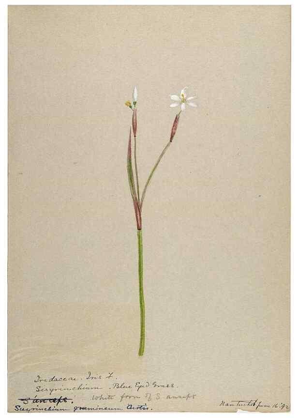 Reproducción/Reproduction 48787430163: [Water-color sketches of plants of North America and Europe]. . 