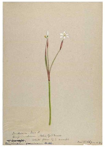 Reproducción/Reproduction 48787430163: [Water-color sketches of plants of North America and Europe]. . 