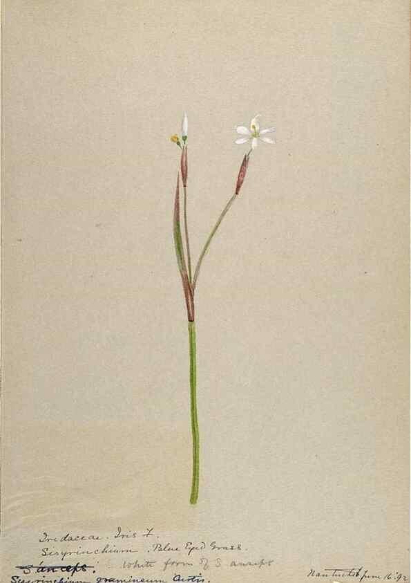Reproducción/Reproduction 48787430163: [Water-color sketches of plants of North America and Europe]. . 