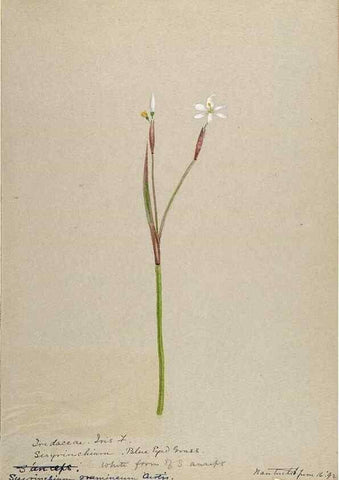 Reproducción/Reproduction 48787430163: [Water-color sketches of plants of North America and Europe]. . 