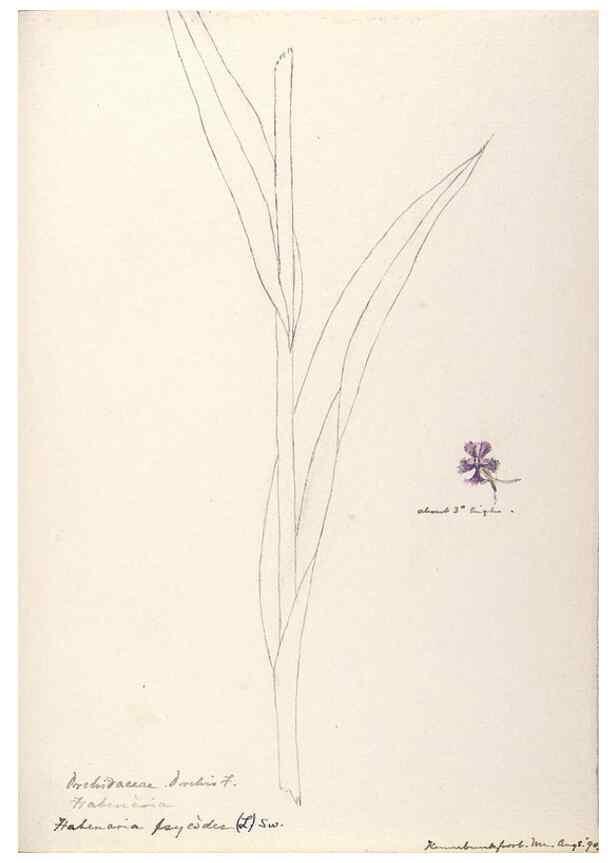 Reproducción/Reproduction 48787450703: [Water-color sketches of plants of North America and Europe]. . 