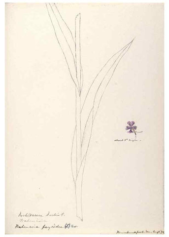 Reproducción/Reproduction 48787450703: [Water-color sketches of plants of North America and Europe]. . 