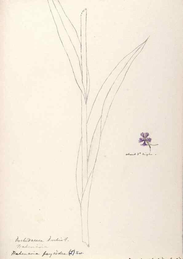 Reproducción/Reproduction 48787450703: [Water-color sketches of plants of North America and Europe]. . 