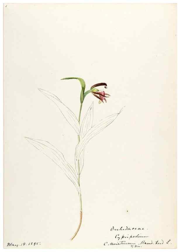 Reproducción/Reproduction 48787810906: [Water-color sketches of plants of North America and Europe]. . 