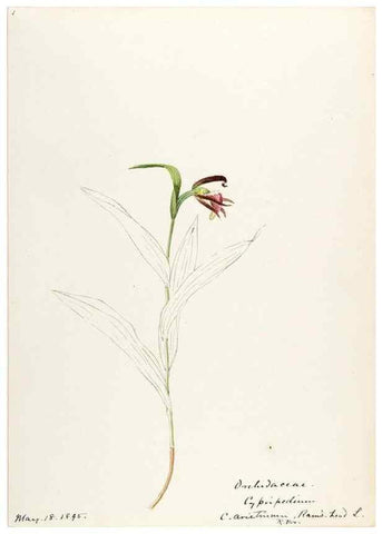 Reproducción/Reproduction 48787810906: [Water-color sketches of plants of North America and Europe]. . 