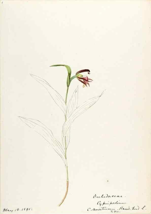 Reproducción/Reproduction 48787810906: [Water-color sketches of plants of North America and Europe]. . 