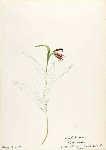 Reproducción/Reproduction 48787810906: [Water-color sketches of plants of North America and Europe]. . 