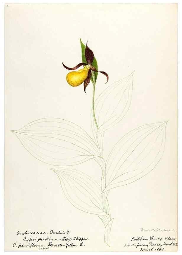 Reproducción/Reproduction 48787811251: [Water-color sketches of plants of North America and Europe]. . 