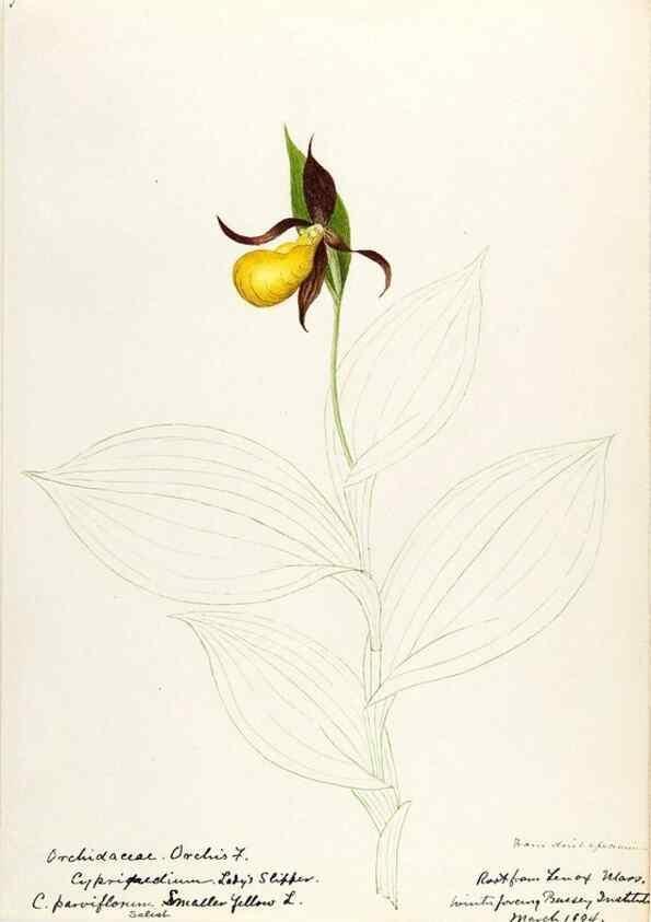 Reproducción/Reproduction 48787811251: [Water-color sketches of plants of North America and Europe]. . 